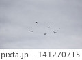 A flock of starlings in the sky 141270715