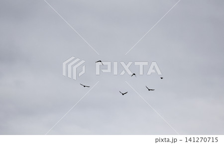 A flock of starlings in the sky 141270715