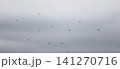 A flock of starlings in the sky 141270716