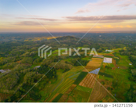 Beautiful panoramic aerial view of terraced rice fields at sunrise in Indonesia, surrounded by lush tropical greenery and palm trees 141271150