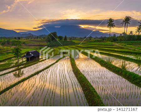 Beautiful panoramic aerial view of terraced rice fields at sunrise in Indonesia, surrounded by lush tropical greenery and palm trees Beautiful panoramic aerial view of terraced rice fields at sunrise in Indonesia, surrounded by lush tropical greenery and palm trees 141271167