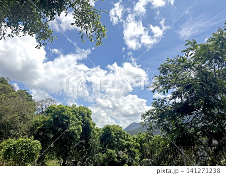 Lush green trees against a vibrant blue sky with fluffy white clouds Lush green trees against a vibrant blue sky with fluffy white clouds 141271238