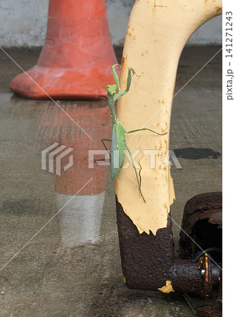 Green praying mantis clinging to weathered yellow pole with rusty metal below Green praying mantis clinging to weathered yellow pole with rusty metal below 141271243
