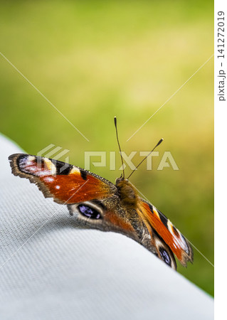 Peacock butterfly resting on white fabric, illustrating the fragility of natural ecosystems and the balance of biodiversity. Peacock butterfly resting on white fabric, illustrating the fragility of natural ecosystems and the balance of biodiversity. 141272019