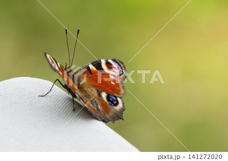 Colourful peacock butterfly resting on a white surface, illustrating urban green space biodiversity and nature resilience. 141272020
