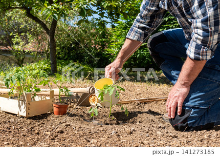 Hand watering tomato seedlings in the ground. Agriculture. Hand watering tomato seedlings in the ground. Agriculture. 141273185