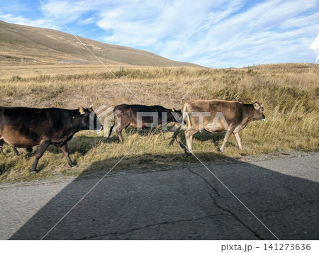 cows in the mountings cows in the mountings 141273636