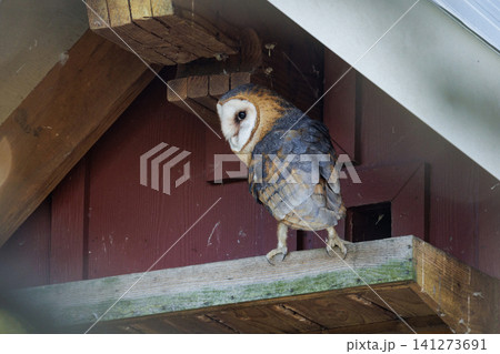 Barn owl bird Barn owl bird 141273691