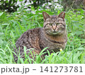 猫 141273781