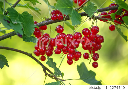 Ripe red currants cluster on a branch with green leaves in soft focus background Ripe red currants cluster on a branch with green leaves in soft focus background 141274540