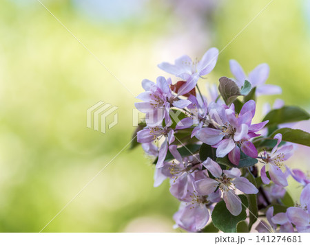 Fresh pink flowers of a blossoming apple tree with blured background Fresh pink flowers of a blossoming apple tree with blured background 141274681