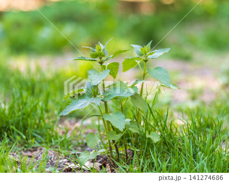 The nettle, Urtica dioica, with green leaves grows in natural thickets. Medicinal wild plant nettle. Nettle grass with fluffy green leaves. The nettle, Urtica dioica, with green leaves grows in natural thickets. Medicinal wild plant nettle. Nettle grass with fluffy green leaves. 141274686