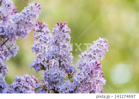 Pink Blooming Lilac Flowers in spring with blured background Pink Blooming Lilac Flowers in spring with blured background 141274697