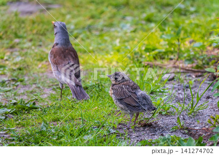 A fieldfare chick, Turdus pilaris, has left the nest and sitting on the spring lawn. A fieldfare chick sits on the ground and waits for food from its parents. A fieldfare chick, Turdus pilaris, has left the nest and sitting on the spring lawn. A fieldfare chick sits on the ground and waits for food from its parents. 141274702