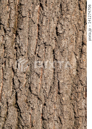 Bark texture and background of a old tree trunk. Detailed bark texture. 141274706