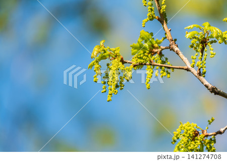 Green oak leaves background. Plant and botany nature texture. green oak leaves in woods 141274708