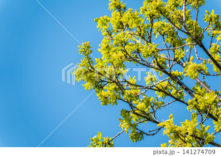 Green oak leaves background. Plant and botany nature texture. green oak leaves in woods 141274709