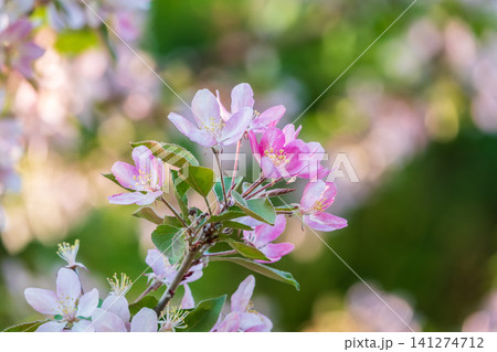 Fresh pink flowers of a blossoming apple tree with blured background Fresh pink flowers of a blossoming apple tree with blured background 141274712