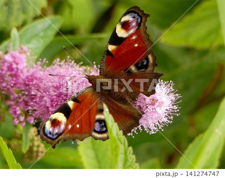 Peacock butterfly resting on pink spiraea flower Peacock butterfly resting on pink spiraea flower 141274747