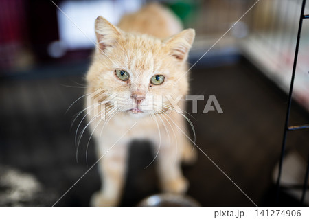 Elderly orange tabby cat with weathered face standing indoors, looking toward camera with calm green eyes, missing fur, soft expression, dark background and shelter-like setting 141274906