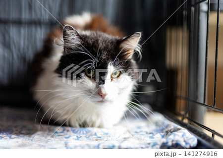 Black white longhair cat resting inside wire enclosure, soft light on fur, attentive gaze toward window, curled on patterned mat, calm indoor scene with shallow focus Black white longhair cat resting inside wire enclosure, soft light on fur, attentive gaze toward window, curled on patterned mat, calm indoor scene with shallow focus 141274916