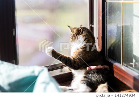 Tabby cat lounging on windowsill, paw reaching toward textured glass as sunlight creates bright highlights, soft shadows and cozy indoor warmth in domestic home scene Tabby cat lounging on windowsill, paw reaching toward textured glass as sunlight creates bright highlights, soft shadows and cozy indoor warmth in domestic home scene 141274934
