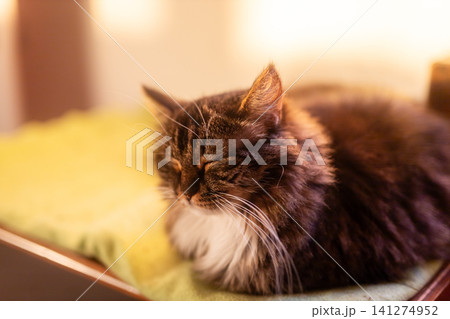 Longhaired black and white cat resting on green cushion beside sunlit window in cozy indoor scene with fluffy fur, white chest, closed eyes, and warm gentle light Longhaired black and white cat resting on green cushion beside sunlit window in cozy indoor scene with fluffy fur, white chest, closed eyes, and warm gentle light 141274952