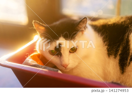 Black and white cat resting in shallow plastic bin beside sunlit window, warm golden light on fur, soft highlights, relaxed alert pose and cozy indoor home atmosphere Black and white cat resting in shallow plastic bin beside sunlit window, warm golden light on fur, soft highlights, relaxed alert pose and cozy indoor home atmosphere 141274953