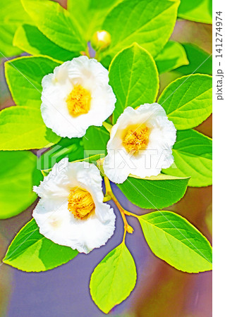家の周りの草花　四季の色々　庭の彩どり　梅雨のころ庭の木に白いナツツバキの花が咲き始めました 141274974