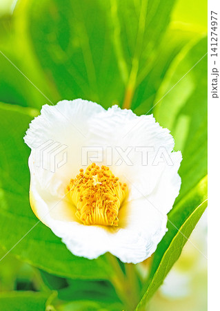 家の周りの草花　四季の色々　庭の彩どり　梅雨のころ庭の木に白いナツツバキの花が咲き始めました 141274977