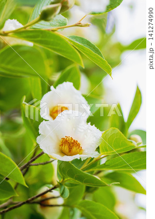 家の周りの草花 四季の色々 庭の彩どり 梅雨のころ庭の木に白いナツツバキの花が咲き始めました 家の周りの草花 四季の色々 庭の彩どり 梅雨のころ庭の木に白いナツツバキの花が咲き始めました 141274990