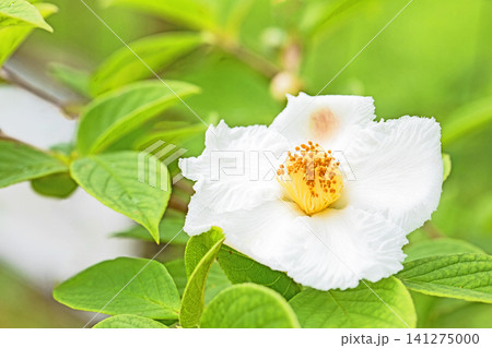 家の周りの草花 四季の色々 庭の彩どり 梅雨のころ庭の木に白いナツツバキの花が咲き始めました 家の周りの草花 四季の色々 庭の彩どり 梅雨のころ庭の木に白いナツツバキの花が咲き始めました 141275000