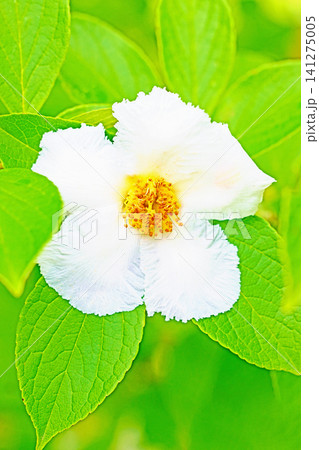家の周りの草花 四季の色々 庭の彩どり 梅雨のころ庭の木に白いナツツバキの花が咲き始めました 家の周りの草花 四季の色々 庭の彩どり 梅雨のころ庭の木に白いナツツバキの花が咲き始めました 141275005