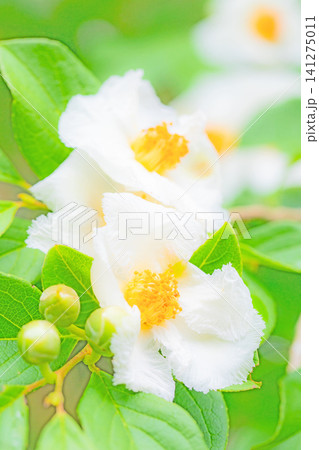家の周りの草花 四季の色々 庭の彩どり 梅雨のころ庭の木に白いナツツバキの花が咲き始めました 家の周りの草花 四季の色々 庭の彩どり 梅雨のころ庭の木に白いナツツバキの花が咲き始めました 141275011