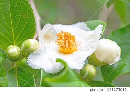 家の周りの草花 四季の色々 庭の彩どり 梅雨のころ庭の木に白いナツツバキの花が咲き始めました 家の周りの草花 四季の色々 庭の彩どり 梅雨のころ庭の木に白いナツツバキの花が咲き始めました 141275013