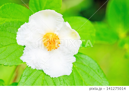 家の周りの草花　四季の色々　庭の彩どり　梅雨のころ庭の木に白いナツツバキの花が咲き始めました 141275014