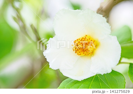 家の周りの草花　四季の色々　庭の彩どり　梅雨のころ庭の木に白いナツツバキの花が咲き始めました 141275029