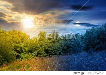 deciduous beech forest near meadow under dramatic sky. nature scenery with tall grass near forest at twilight. carpathian beech forest of ukraine. wild field with grass and herbs. summer solstice 141275252