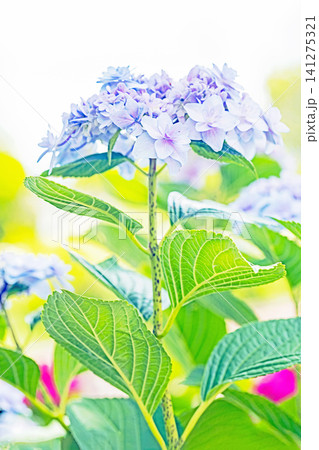 家の周りの草花　四季の色々　梅雨の頃　近くのアジサイ園の木々が赤や紫色に彩られています 141275321