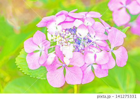 家の周りの草花 四季の色々 梅雨の頃 近くのアジサイ園の木々が赤や紫色に彩られています 家の周りの草花 四季の色々 梅雨の頃 近くのアジサイ園の木々が赤や紫色に彩られています 141275331