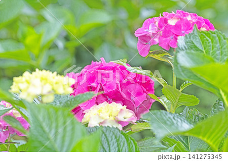 家の周りの草花　四季の色々　梅雨の頃　近くのアジサイ園の木々が赤や紫色に彩られています 141275345