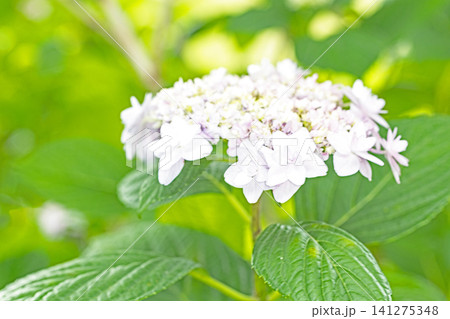 家の周りの草花　四季の色々　梅雨の頃　近くのアジサイ園の木々が赤や紫色に彩られています 141275348