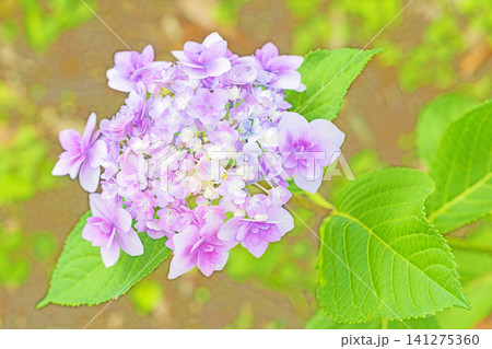 家の周りの草花　四季の色々　梅雨の頃　近くのアジサイ園の木々が赤や紫色に彩られています 141275360