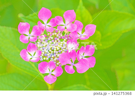 家の周りの草花　四季の色々　梅雨の頃　近くのアジサイ園の木々が赤や紫色に彩られています 141275368