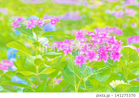 家の周りの草花　四季の色々　梅雨の頃　近くのアジサイ園の木々が赤や紫色に彩られています 141275370