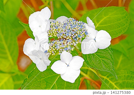 家の周りの草花 四季の色々 梅雨の頃 近くのアジサイ園の木々が赤や紫色に彩られています 家の周りの草花 四季の色々 梅雨の頃 近くのアジサイ園の木々が赤や紫色に彩られています 141275380