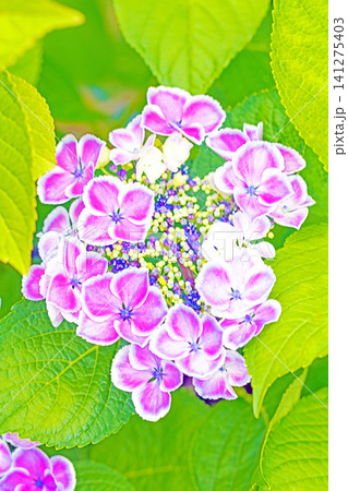 家の周りの草花　四季の色々　梅雨の頃　近くのアジサイ園の木々が赤や紫色に彩られています 141275403