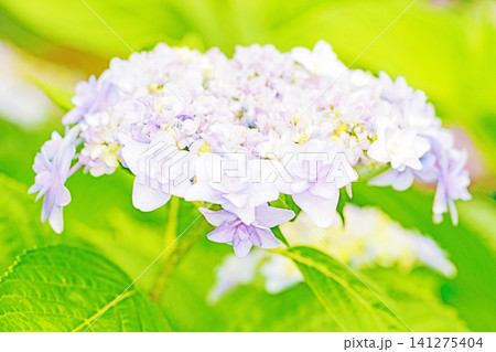 家の周りの草花 四季の色々 梅雨の頃 近くのアジサイ園の木々が赤や紫色に彩られています 家の周りの草花 四季の色々 梅雨の頃 近くのアジサイ園の木々が赤や紫色に彩られています 141275404