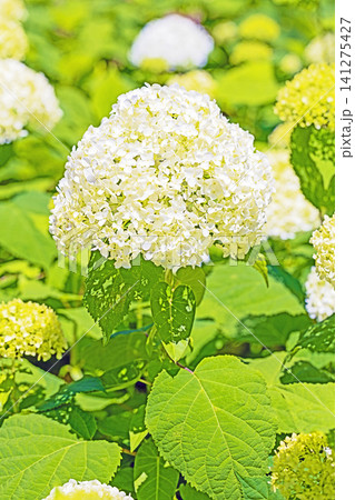 家の周りの草花 四季の色々 梅雨の頃 近くのアジサイ園の木々が赤や紫色に彩られています 家の周りの草花 四季の色々 梅雨の頃 近くのアジサイ園の木々が赤や紫色に彩られています 141275427