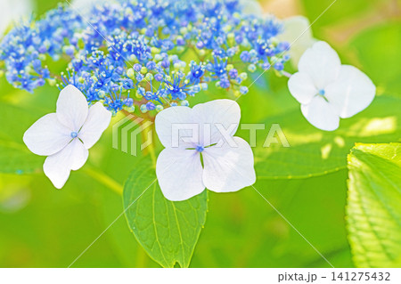 家の周りの草花 四季の色々 梅雨の頃 近くのアジサイ園の木々が赤や紫色に彩られています 家の周りの草花 四季の色々 梅雨の頃 近くのアジサイ園の木々が赤や紫色に彩られています 141275432